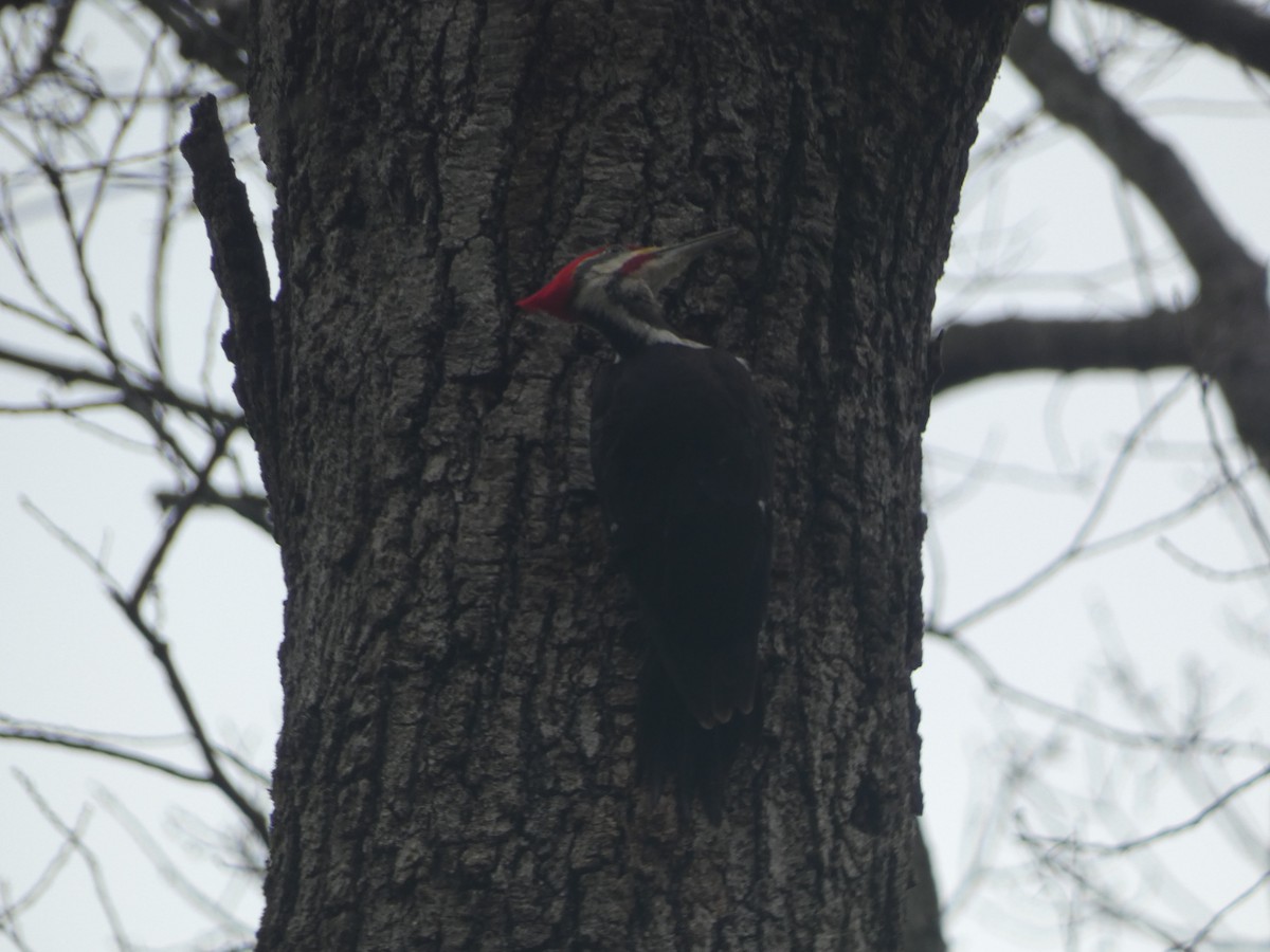 Pileated Woodpecker - ML632979117