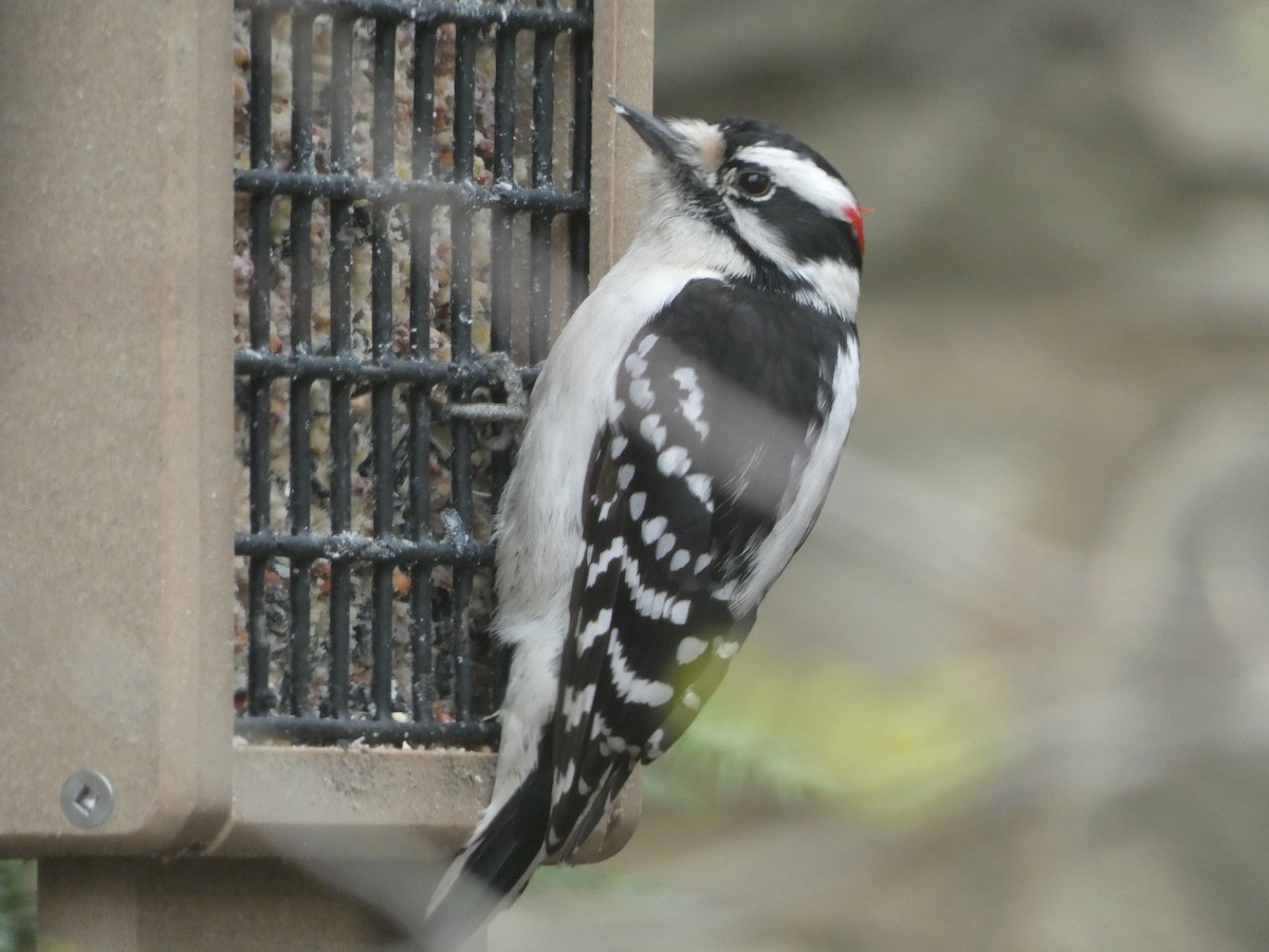 Downy Woodpecker - ML632979121