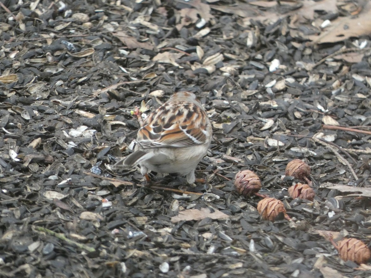 American Tree Sparrow - ML632979125