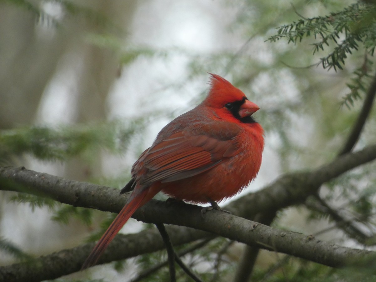 Northern Cardinal - ML632979129