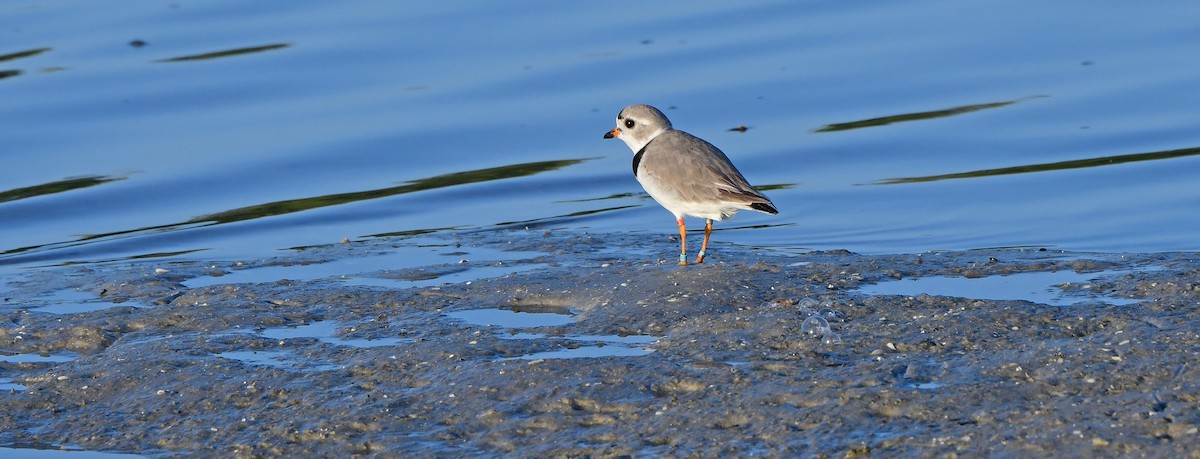 Piping Plover - ML632979133