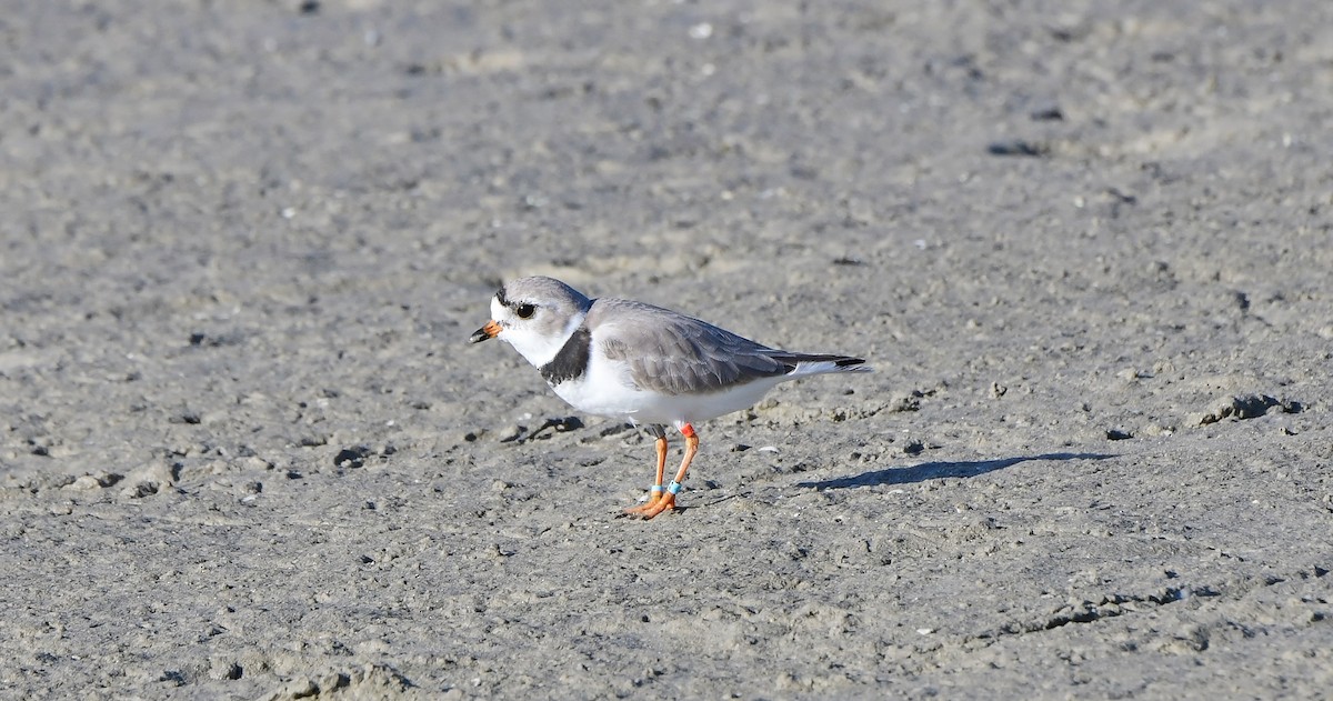 Piping Plover - ML632979159