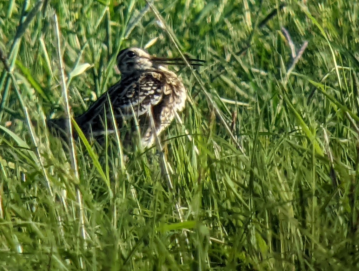 Great Snipe - ML632979290