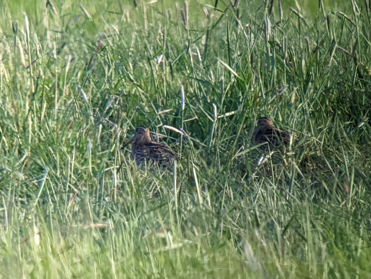 Great Snipe - ML632979291