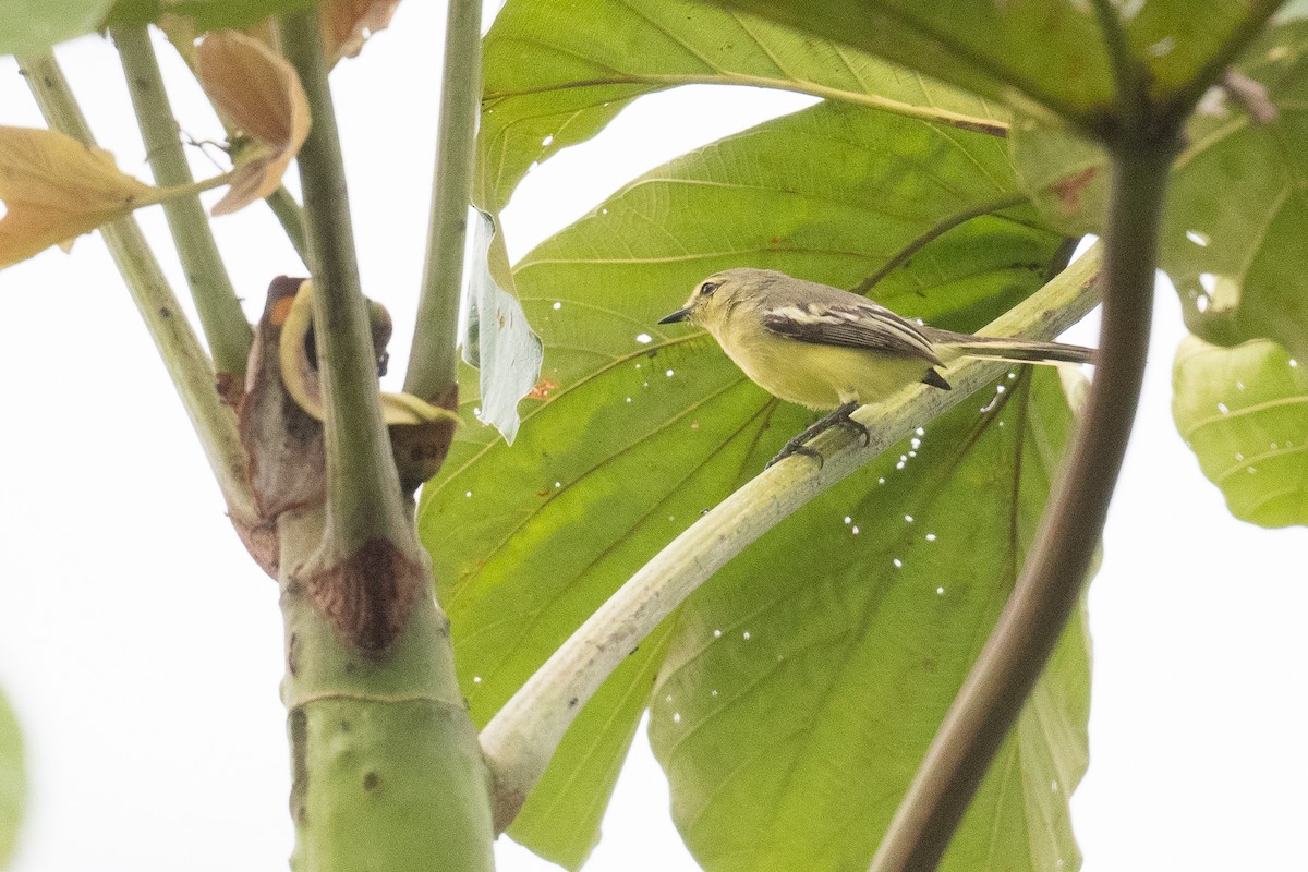 Lesser Wagtail-Tyrant - ML632979301