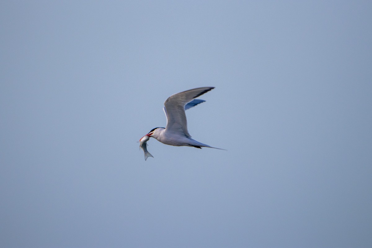 Royal Tern - ML632979320