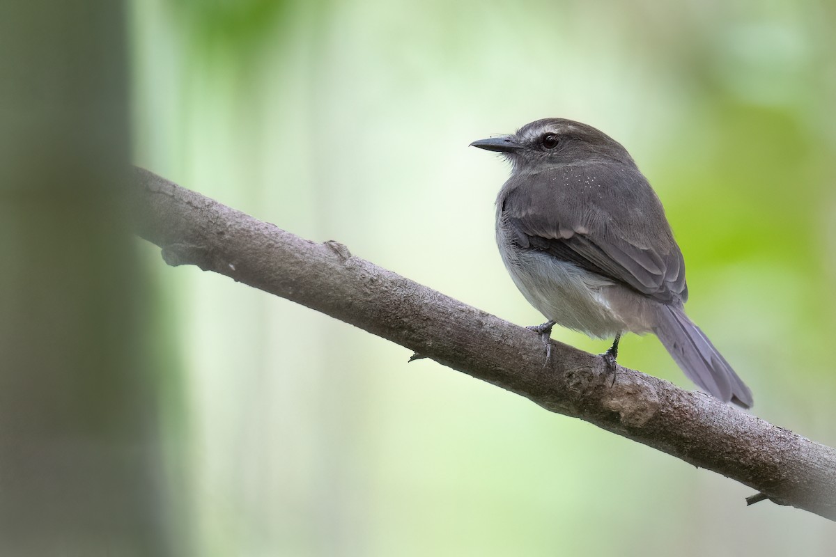Fuscous Flycatcher - ML632979324