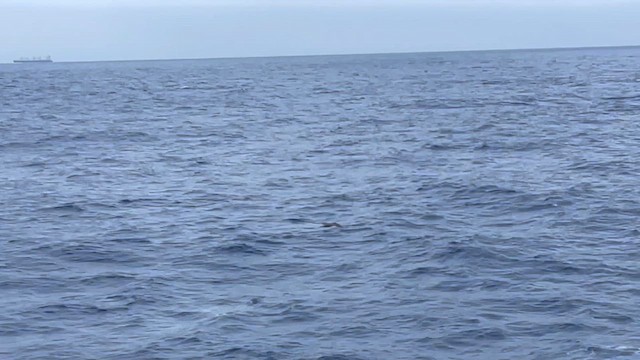 Brown Booby - ML632979414