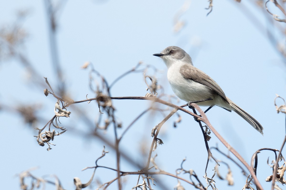 River Tyrannulet - ML632979445