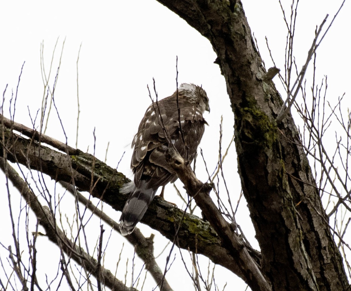 Cooper's Hawk - ML632979568