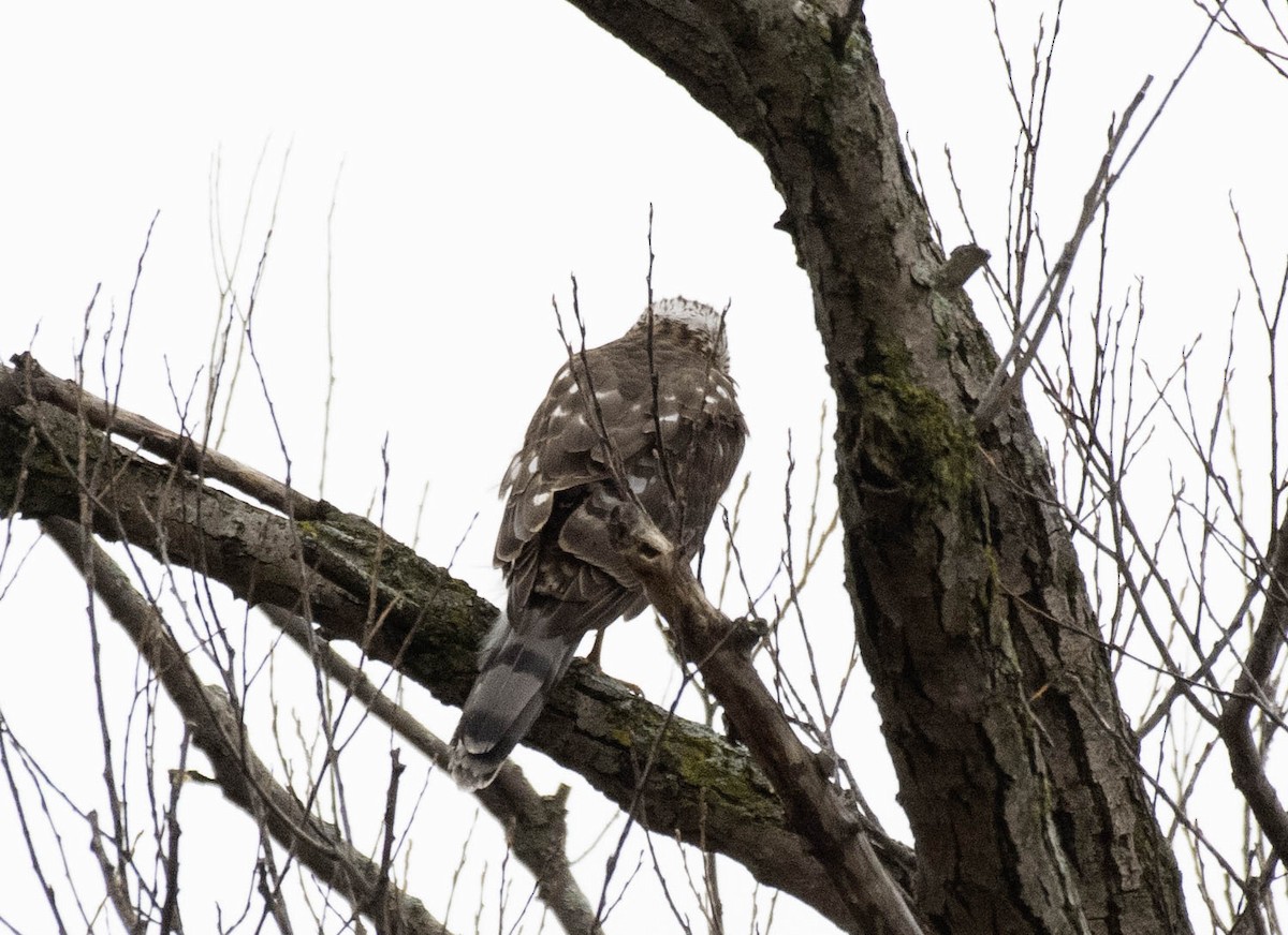 Cooper's Hawk - ML632979569
