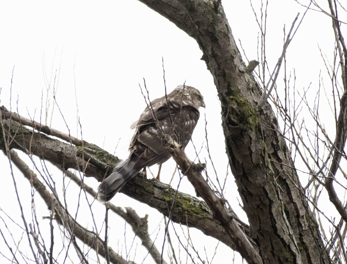 Cooper's Hawk - ML632979570