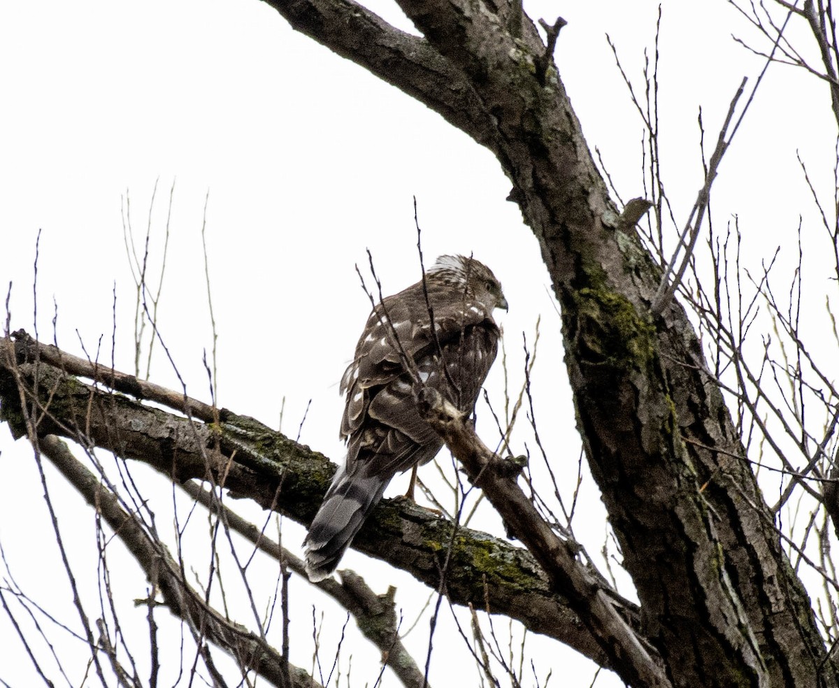 Cooper's Hawk - ML632979571