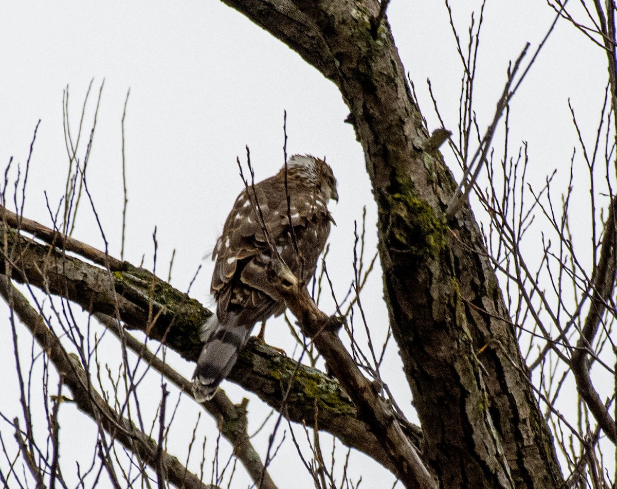 Cooper's Hawk - ML632979572