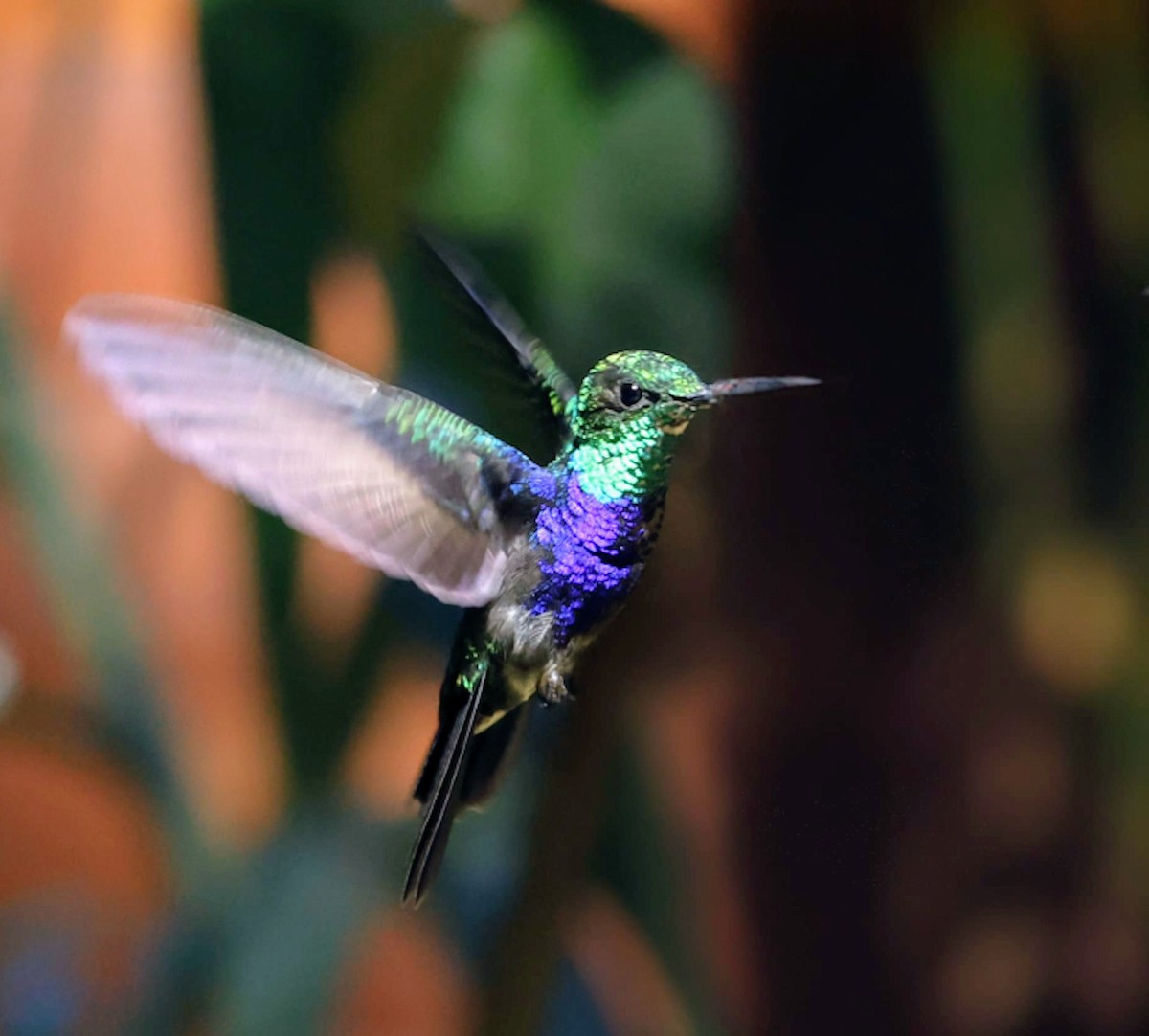 Fork-tailed Woodnymph - ML632979638