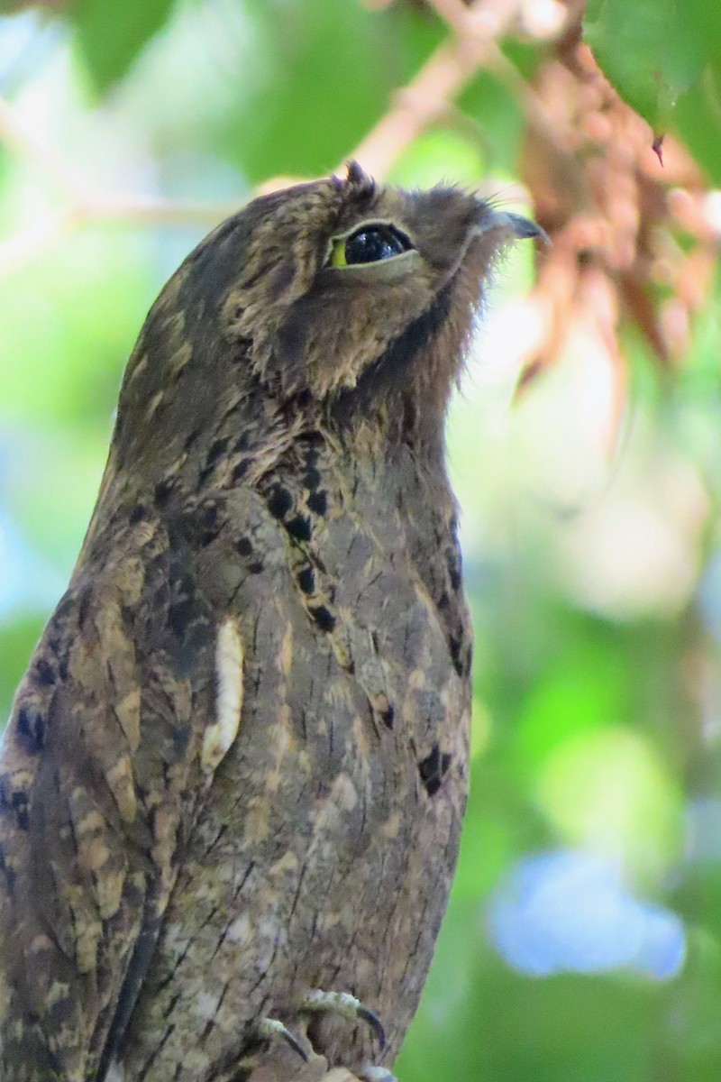 Common Potoo - ML632979695