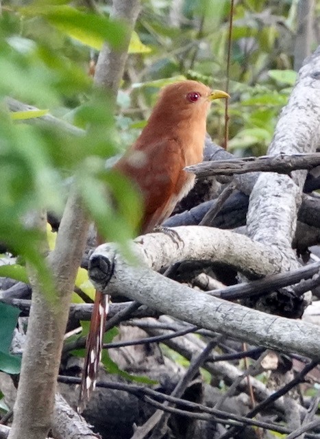 Little Cuckoo - Nancy Henke