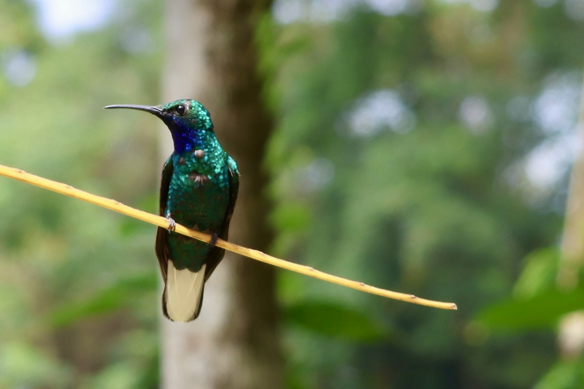 White-tailed Sabrewing - ML632979862