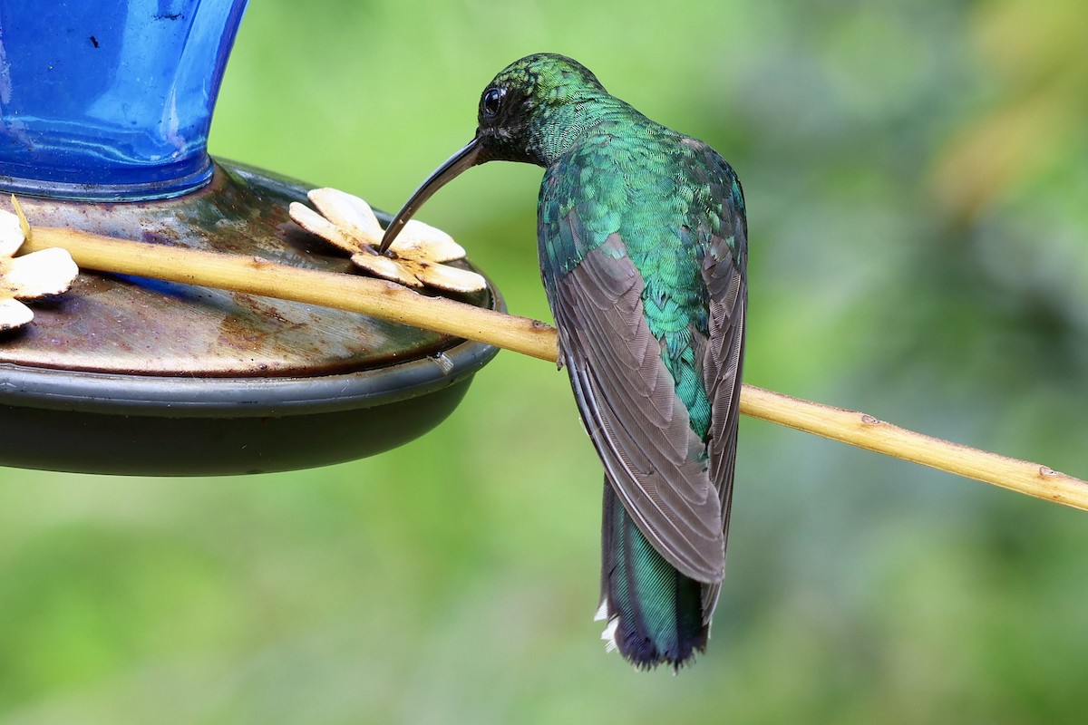 White-tailed Sabrewing - ML632979863