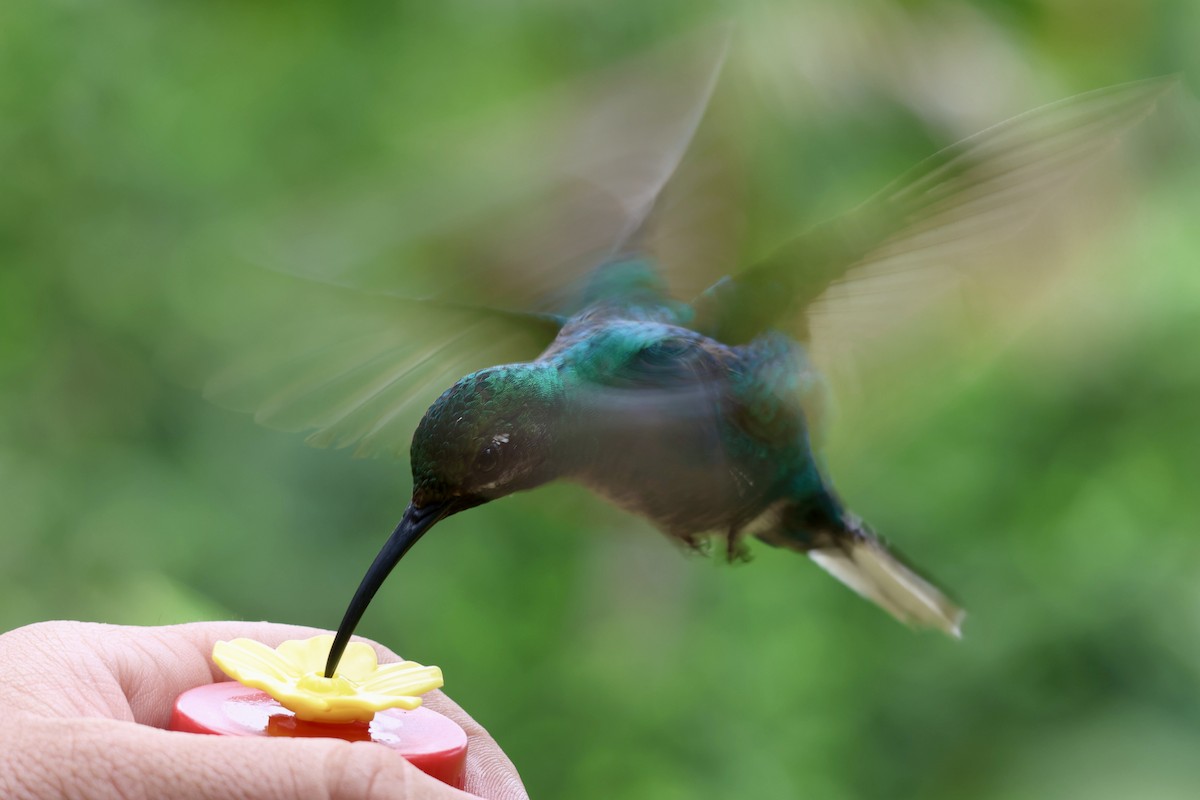 White-tailed Sabrewing - ML632979864