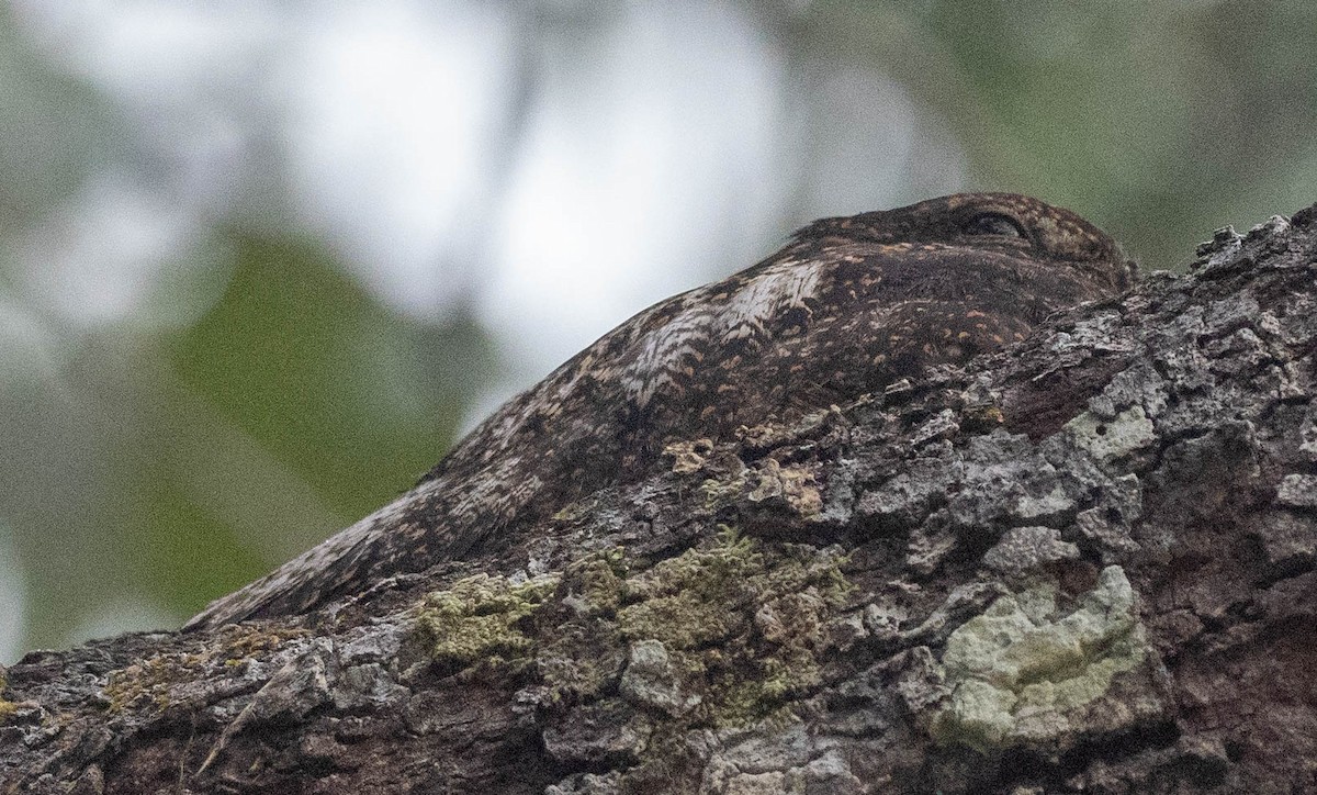 Ladder-tailed Nightjar - ML632979922