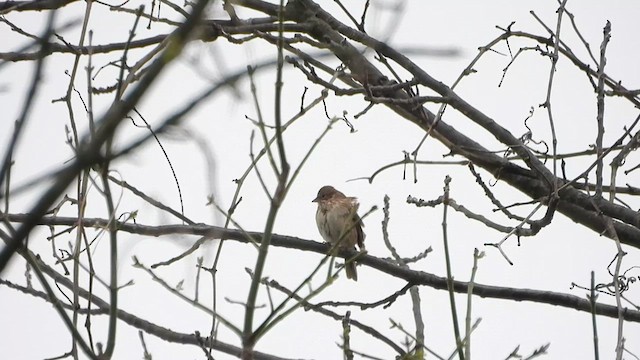 Vesper Sparrow - ML632979995