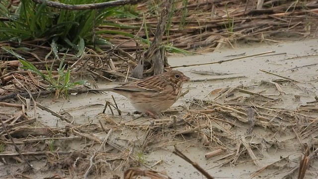Vesper Sparrow - ML632980002