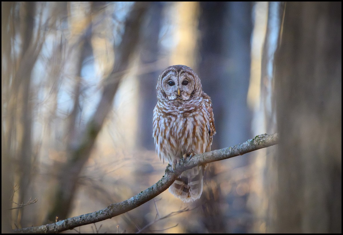 Barred Owl - ML632980177