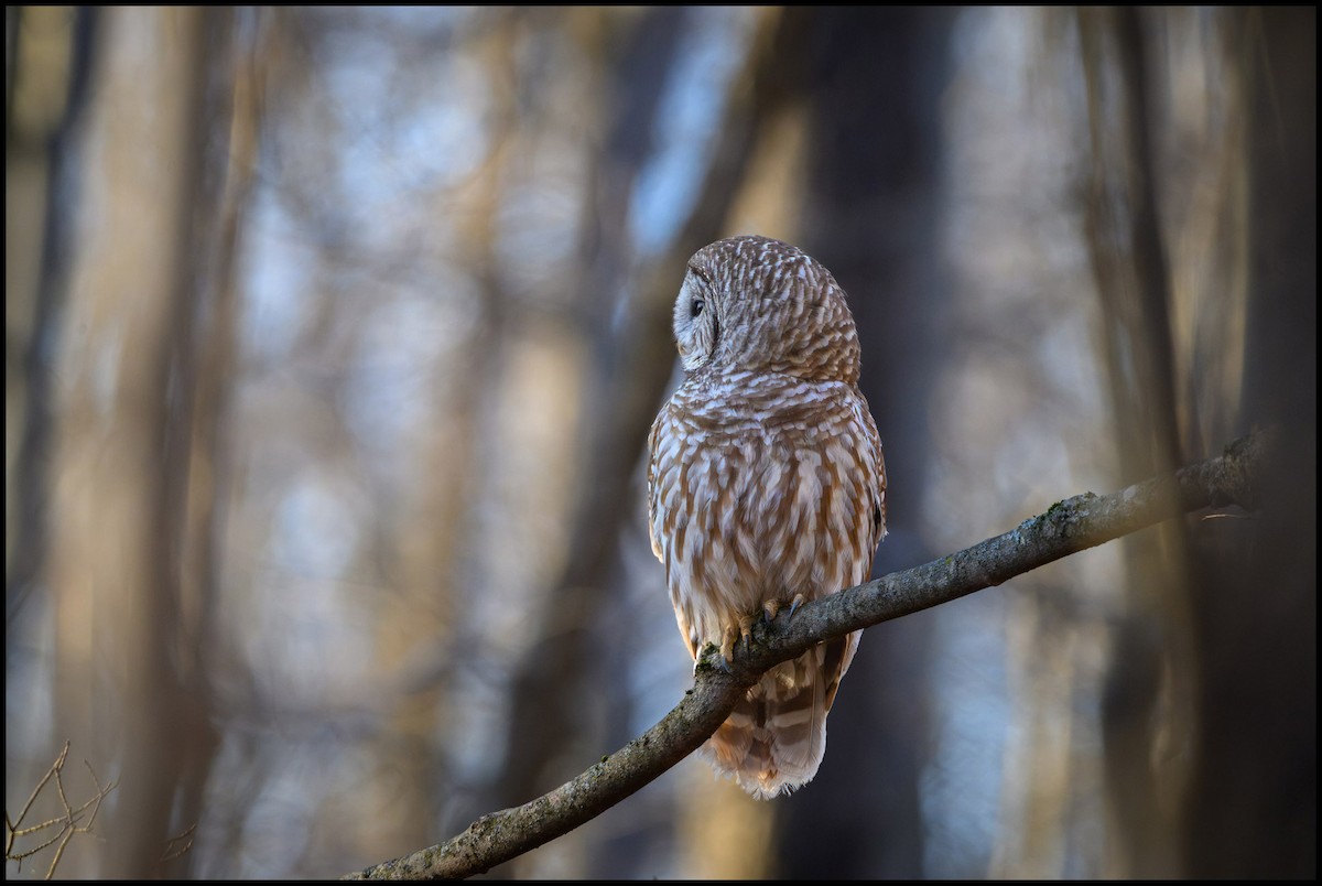 Barred Owl - ML632980178