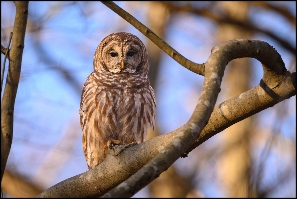 Barred Owl - ML632980179