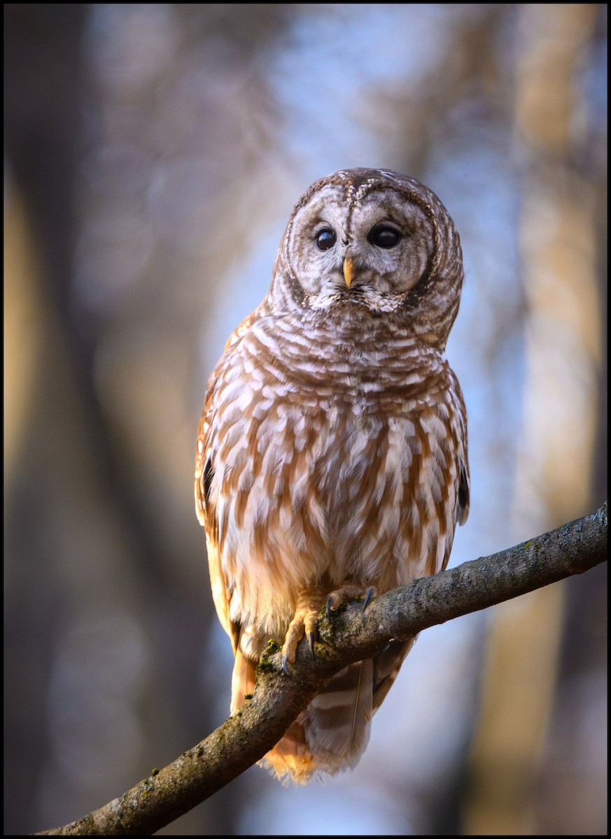 Barred Owl - ML632980180