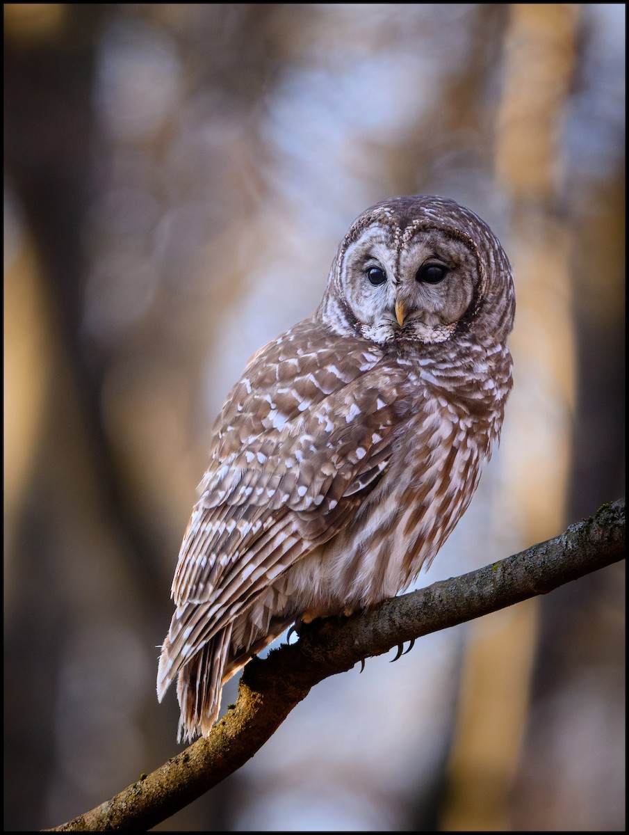 Barred Owl - ML632980181
