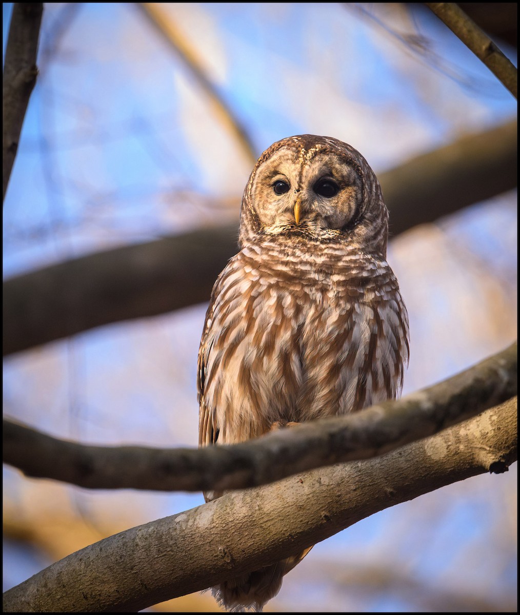Barred Owl - ML632980182