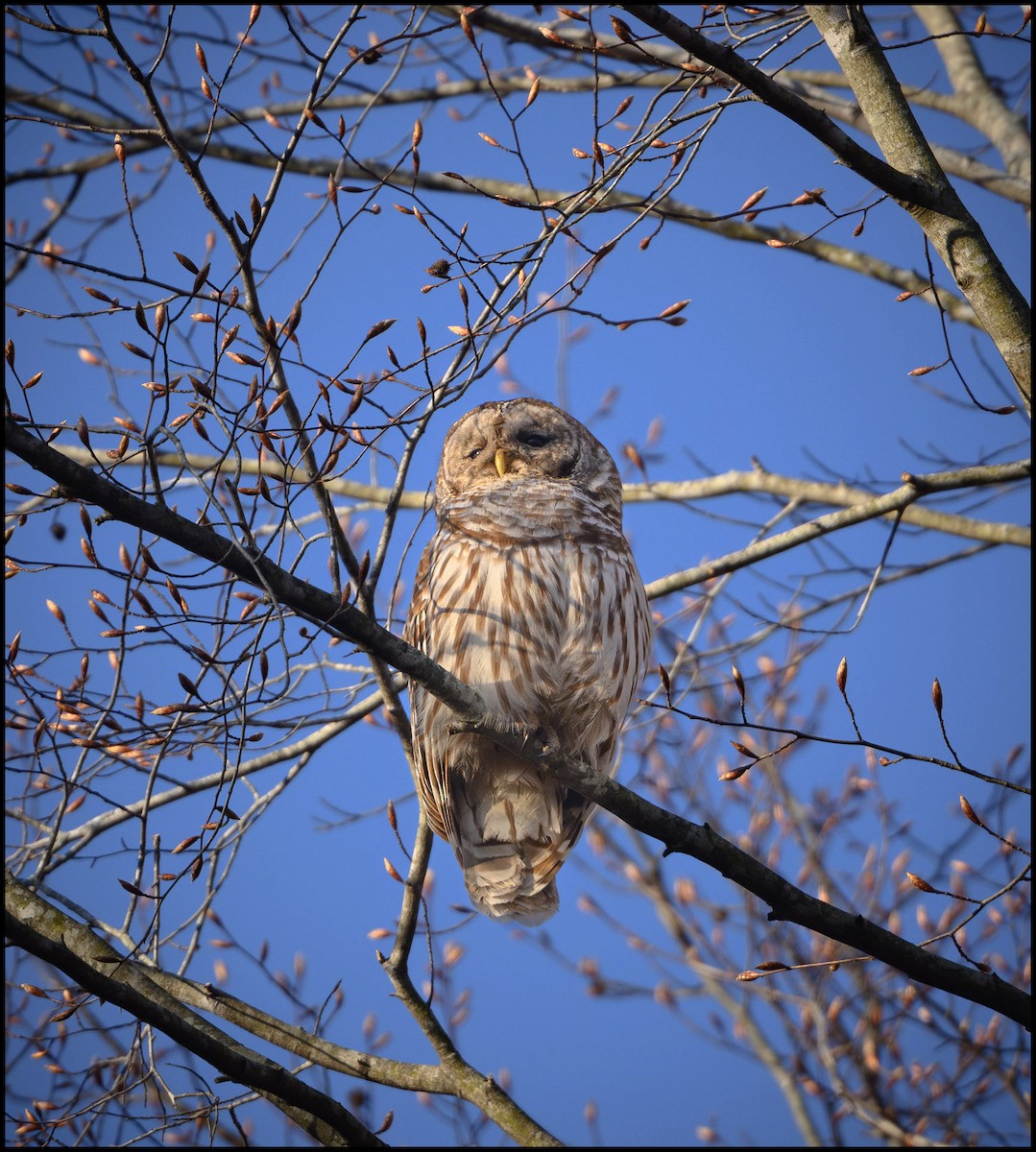 Barred Owl - ML632980183