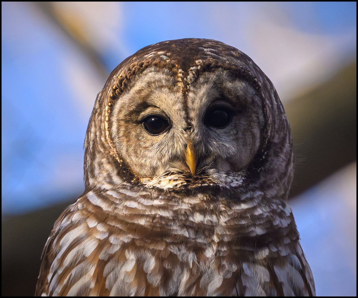 Barred Owl - ML632980184