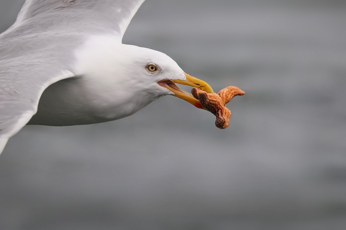 American Herring Gull - ML632980254