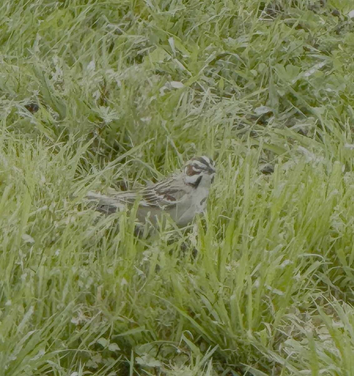 Lark Sparrow - ML632980370