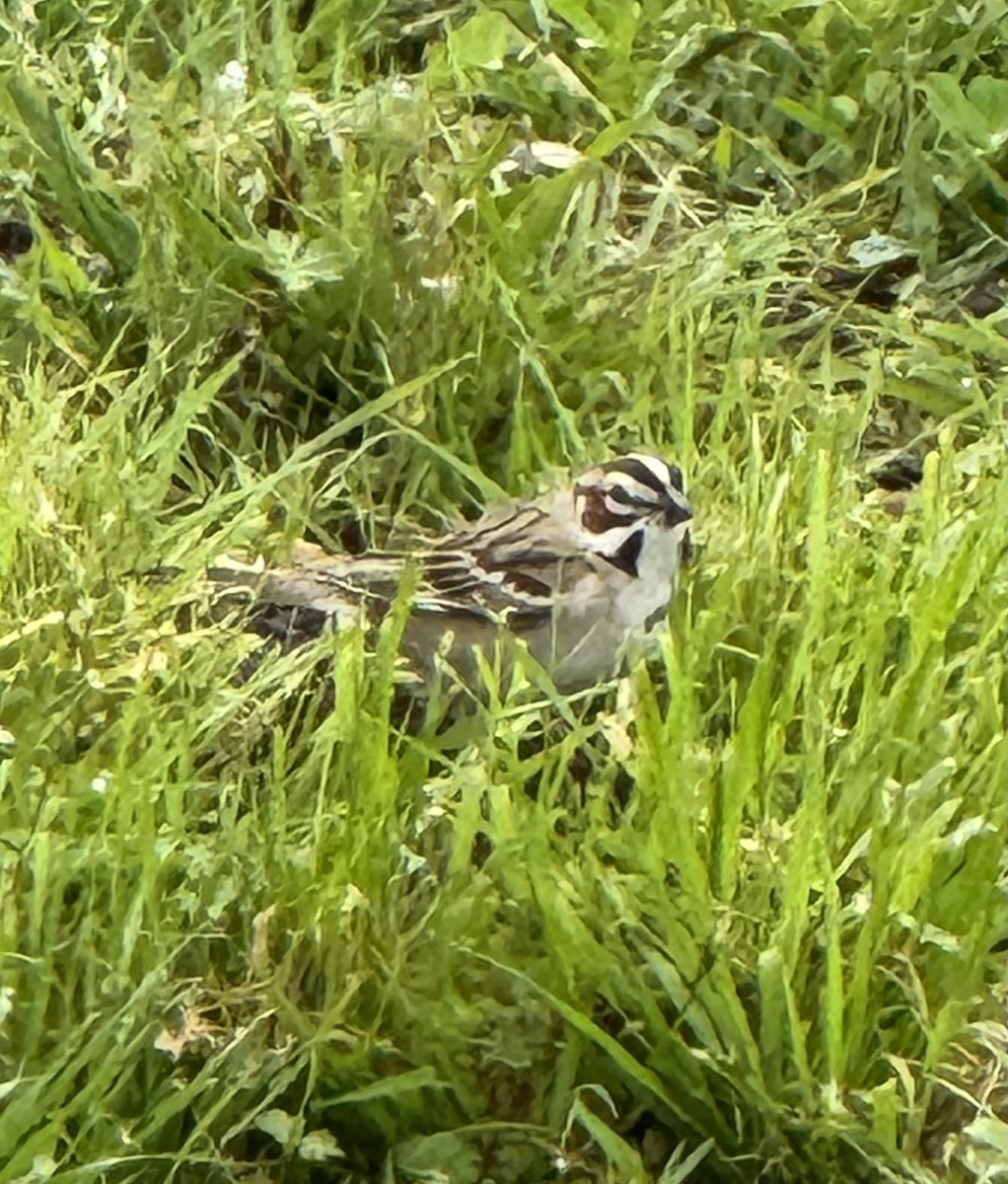 Lark Sparrow - ML632980371