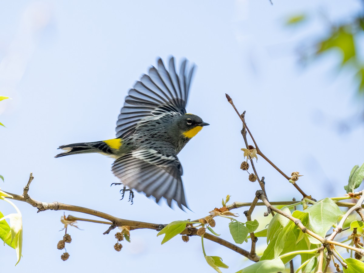 Yellow-rumped Warbler - Debbie Tubridy