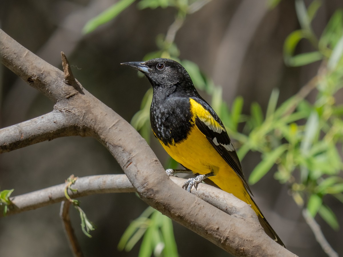 Scott's Oriole - Debbie Tubridy