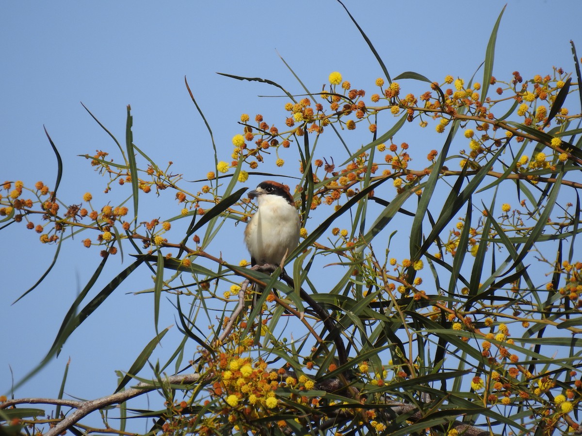 Woodchat Shrike - ML632980704