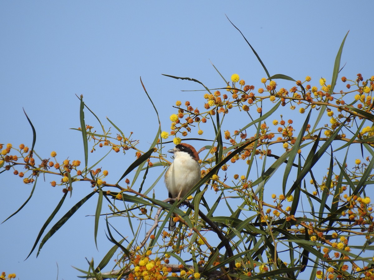 Woodchat Shrike - ML632980705