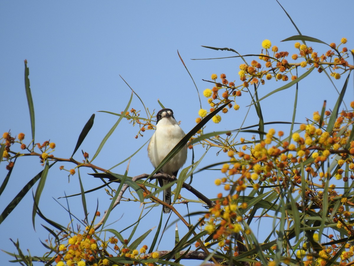 Woodchat Shrike - ML632980706