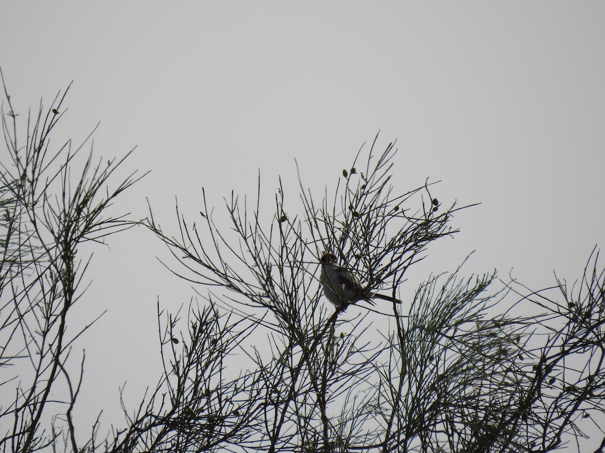 Woodchat Shrike - ML632980712