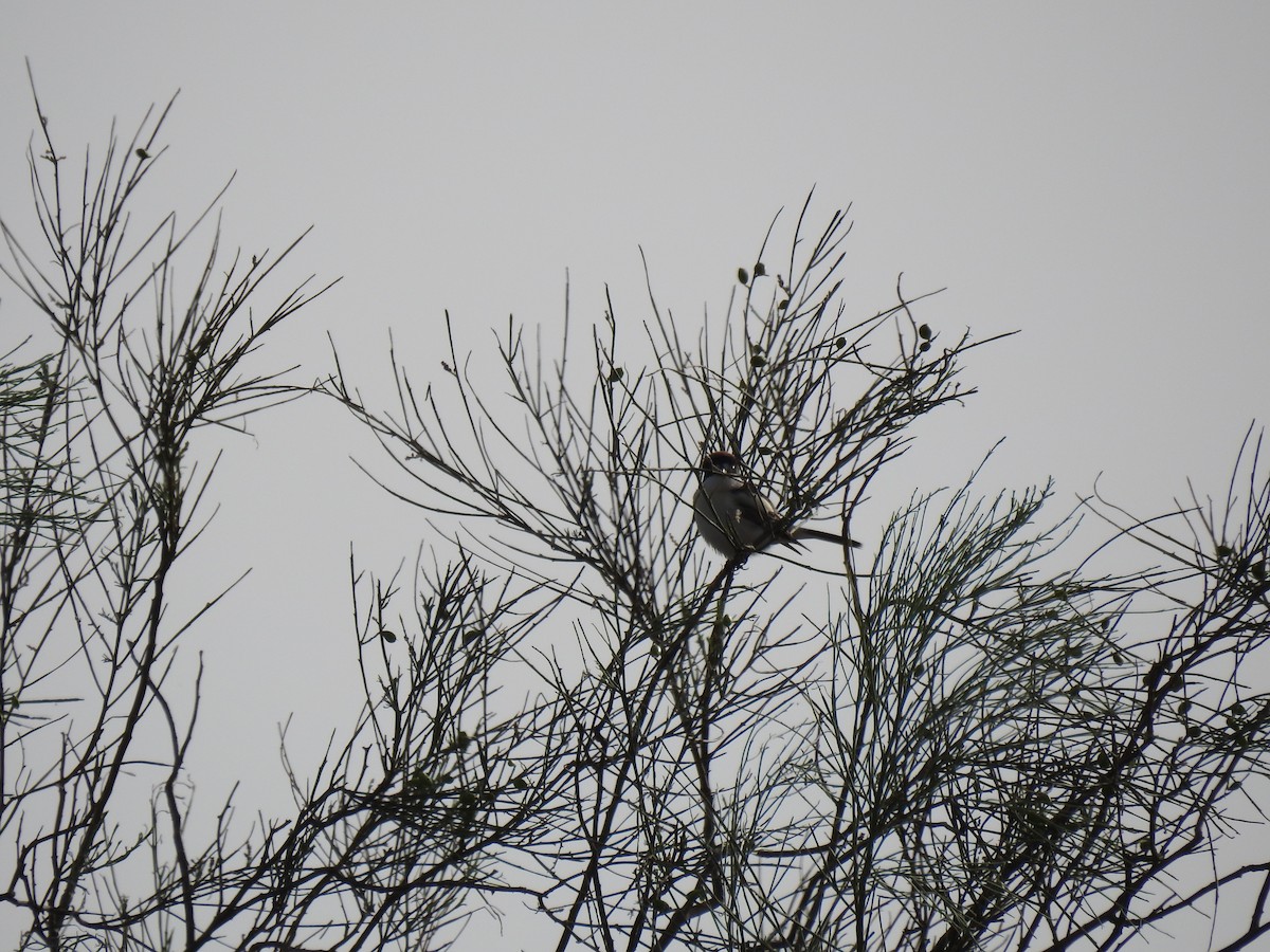 Woodchat Shrike - ML632980715