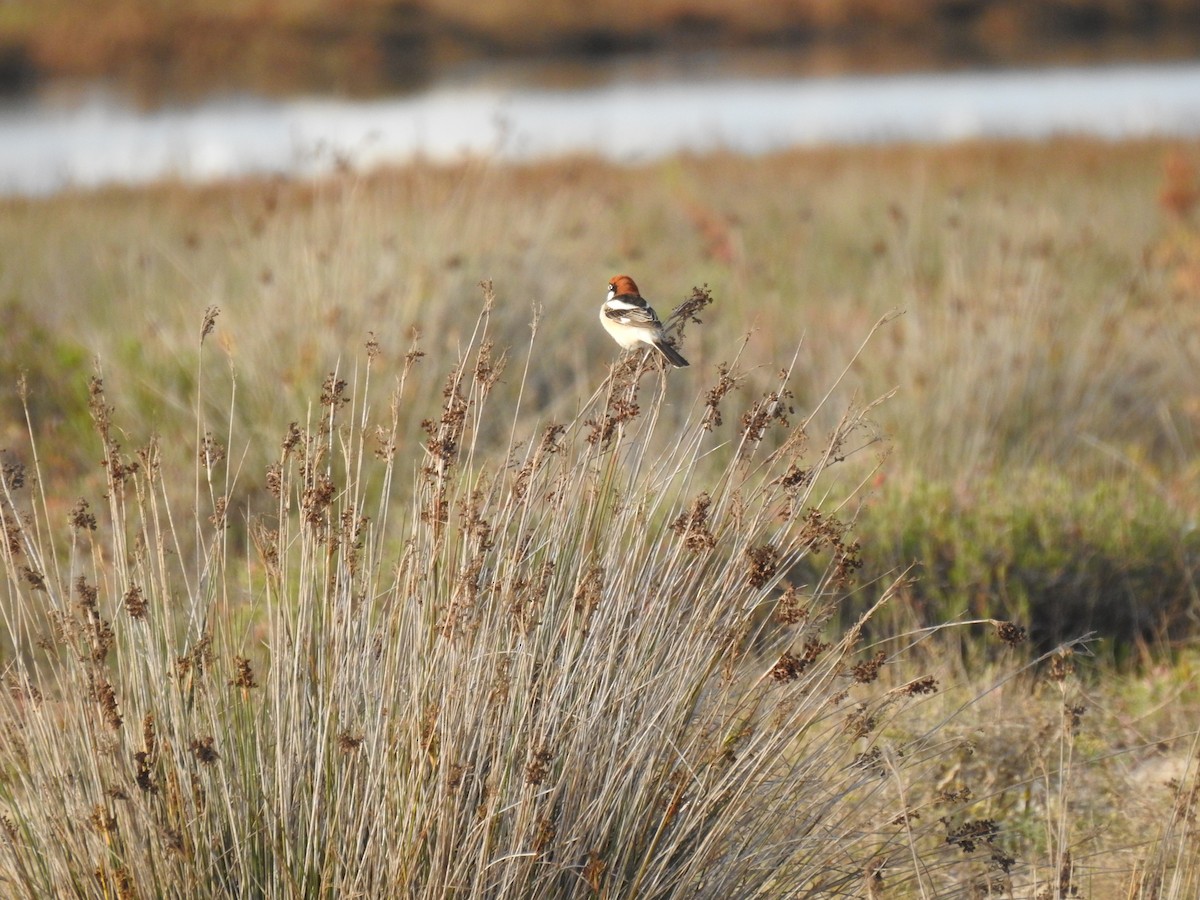 Woodchat Shrike - ML632980739