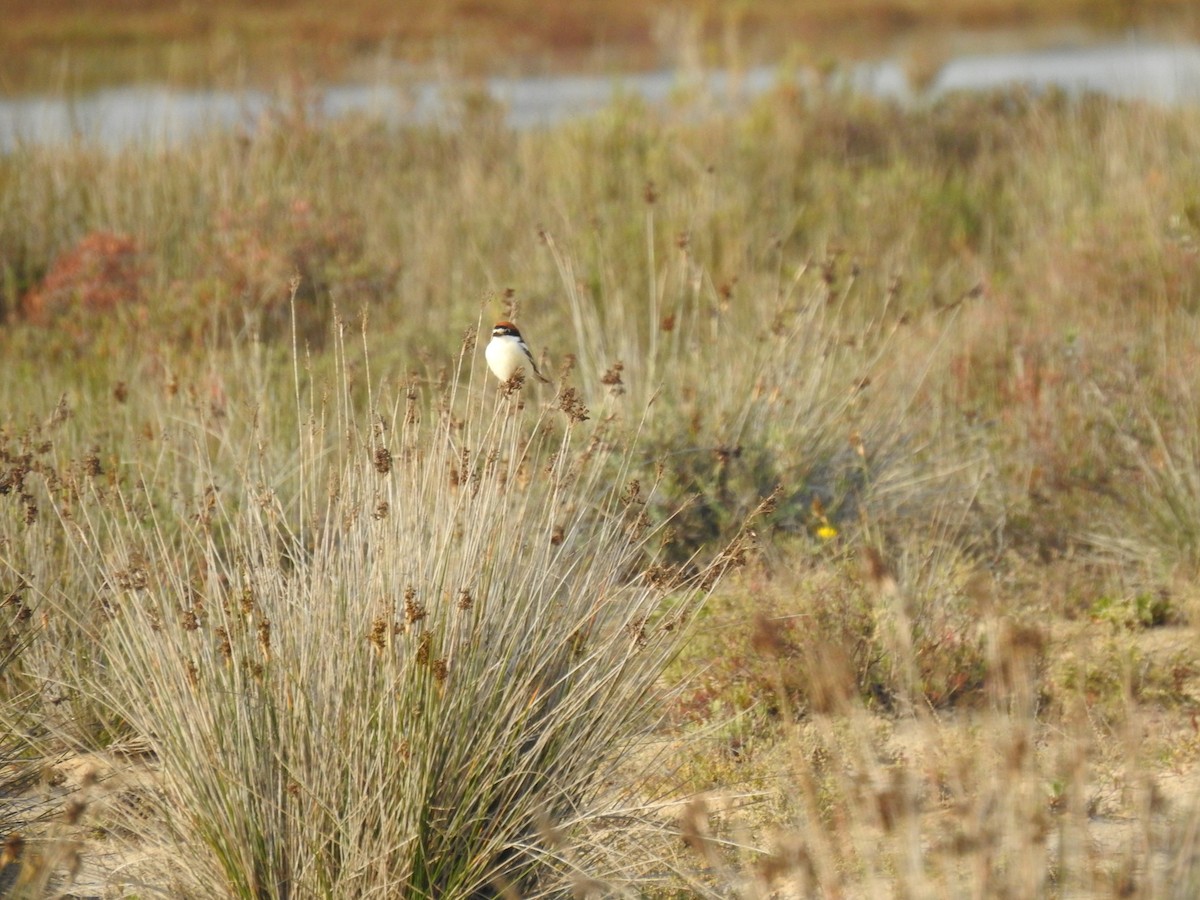 Woodchat Shrike - ML632980742