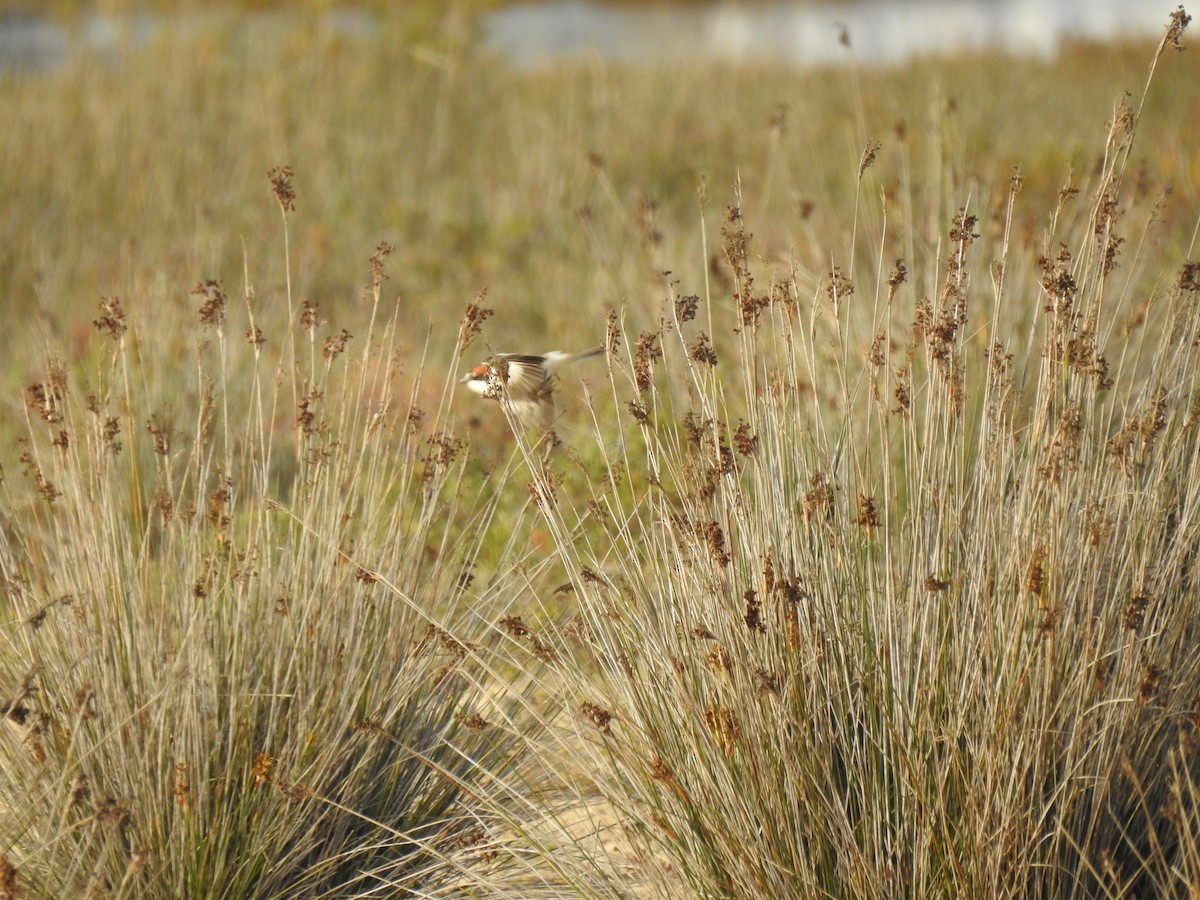 Woodchat Shrike - ML632980743