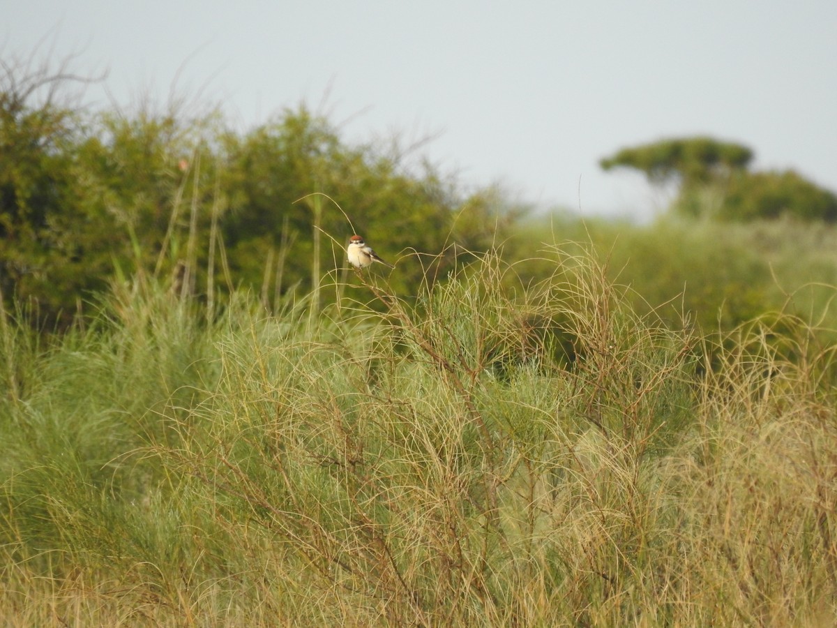 Woodchat Shrike - ML632980744