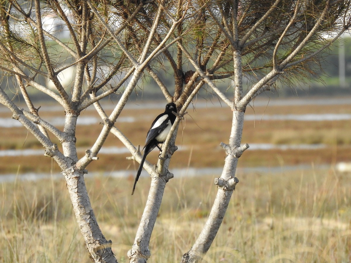 Eurasian Magpie - ML632980756